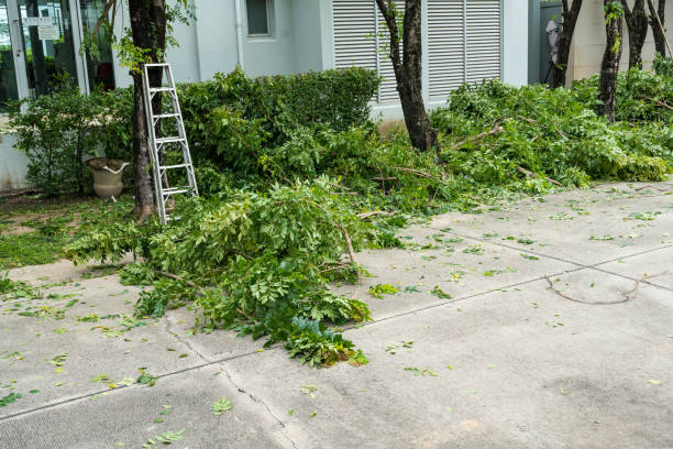 Best Root Management and Removal  in Rshfield Hills, MA