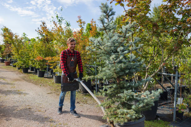Best Hazardous Tree Removal  in Rshfield Hills, MA