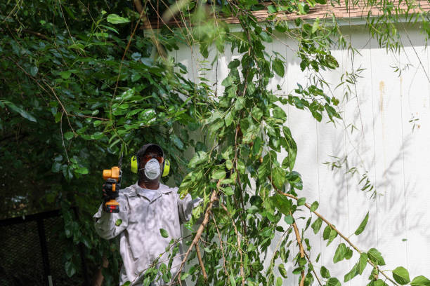 Best Tree Maintenance Programs  in Rshfield Hills, MA