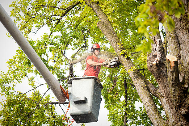 Best Stump Grinding and Removal  in Rshfield Hills, MA